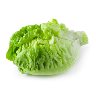新鲜生菜