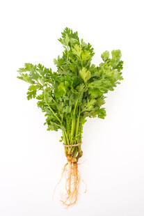 新鲜带根欧芹
