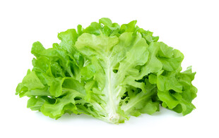 新鲜生菜