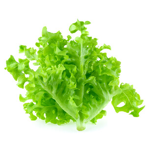 新鲜生菜