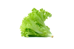 新鲜生菜叶