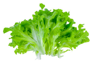 新鲜生菜叶