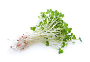 新鲜嫩绿萝卜芽菜
