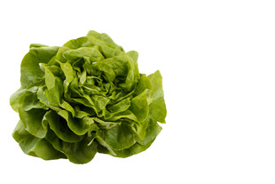 新鲜生菜