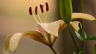 优雅绽放的淡黄百合花