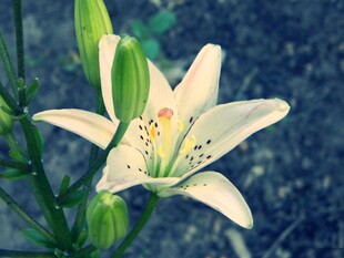 白色百合花特写