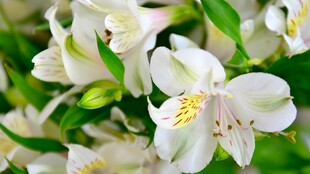 清新白色百合花绽放