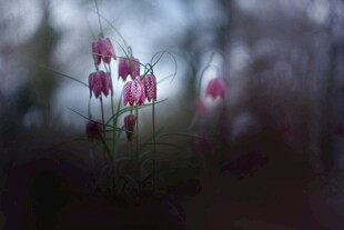 林间绽放的粉色百合花