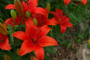 鲜艳红色百合花绽放