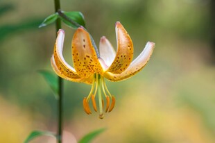 橙色斑点百合花特写