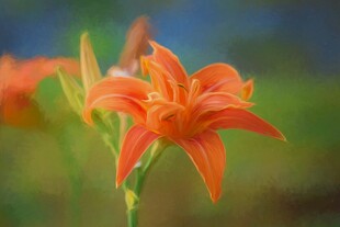 橙色百合花特写