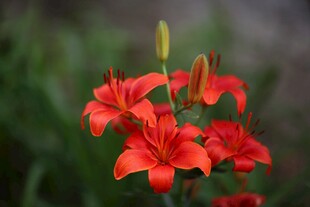 鲜艳红色百合花绽放