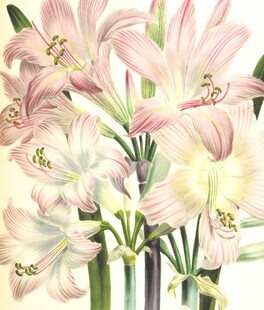 粉色百合花插画
