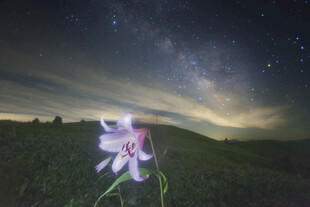 星空下的孤花