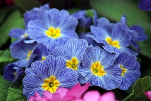 蓝紫色报春花绽放