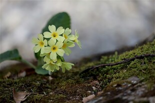 苔藓上的黄色小报春花