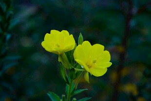两朵明艳黄色报春花