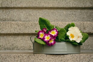 金属盆中的多彩报春花
