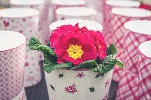 花盆中绽放的艳丽报春花