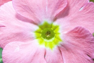 粉色报春花特写