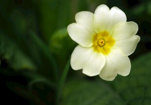白色报春花特写