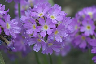 紫色报春花特写