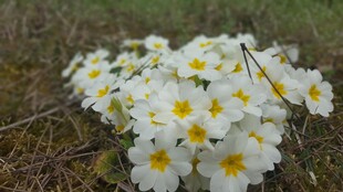 白色报春花绽放于草地
