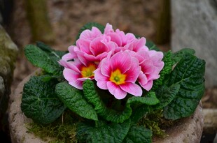 粉色报春花绽放于花盆