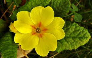 黄色报春花特写