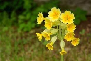 黄色报春花绽放于草地