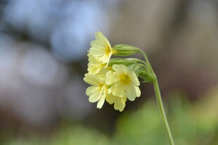 黄色报春花特写