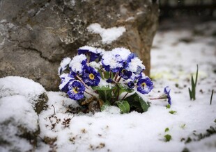 雪中绽放的蓝紫色报春花