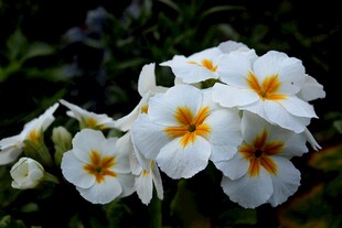 白色报春花绽放生机