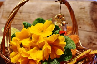 花篮中的明艳黄色报春花