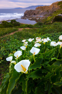 海岸边绽放的白色海芋花