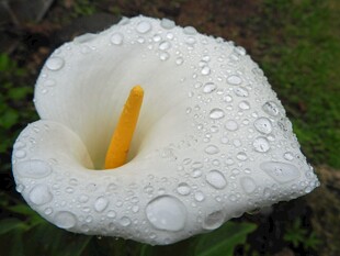 带水珠的白色马蹄莲