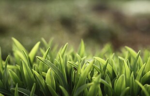 嫩绿茶芽生机盎然