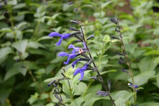 丹参花绿叶植物特写