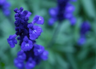 紫色丹参花特写