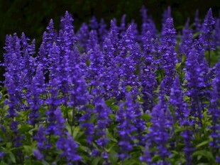 紫色丹参花花海