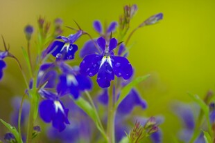 蓝紫色丹参花绽放