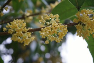 枝头绽放的黄色桂花