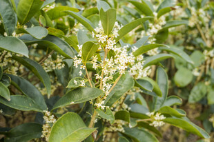 桂花枝叶绽放白色小花