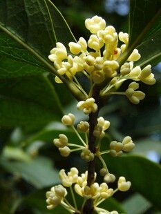 枝头绽放的黄色桂花