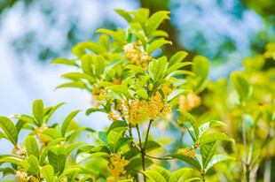 绿叶间的黄色桂花