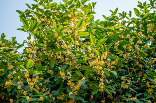 绿叶繁花的桂花
