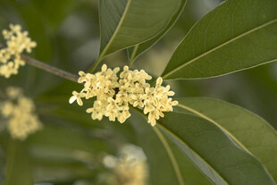 桂花绽放枝头