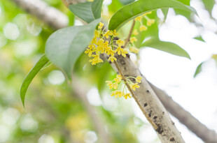 枝头绽放的黄色桂花