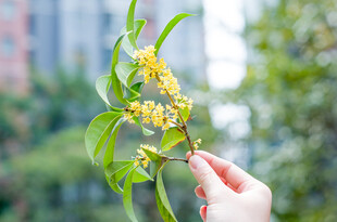 手拈桂花枝