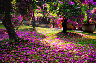 落花铺地的美丽花园景色